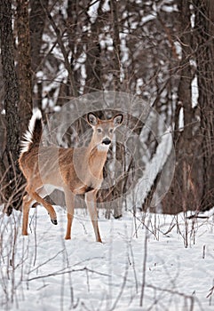 White-Tailed Deer in Snowy Woods - Tail Up