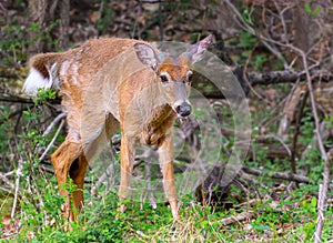 White tailed deer in spring looking scraggly and with new antler growth