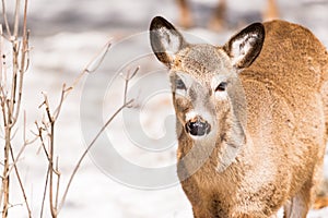 White tailed deer standing beside twigs in early winter