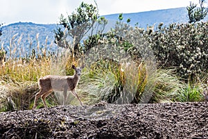 White-tailed deer surprised at the roadside in the Cotopaxi National Park