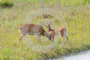 White tailed deer taking care of fawn