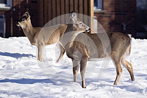 White-Tailed Deer in town during Winter