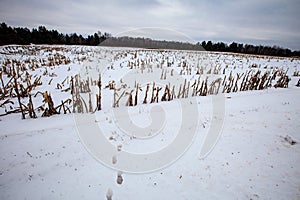 White-tailed deer tracks coming out of a farmers cornfield in wnter photo