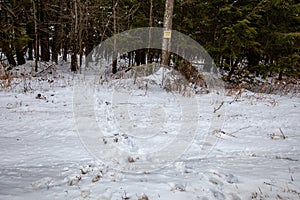 White-tailed deer tracks going in and out of private wooded land with posted no hunting or trespassing sign