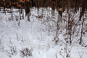 White-tailed deer tracks going in and out of private wooded land with posted no hunting or trespassing sign