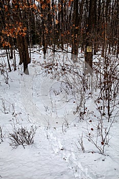 White-tailed deer tracks going in and out of private wooded land with posted no hunting or trespassing sign