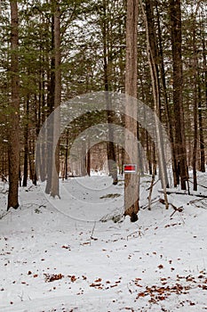 White-tailed deer tracks going in and out of private wooded land with posted no hunting or trespassing sign