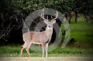 White-tailed Deer Trophy Buck