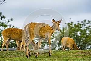 A White-Tailed Deer turns to follow her herd disappearing over the brow of a hill