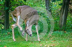 White tailed deer using hoof to scratch ear