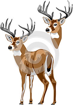 White tailed deer vector photo