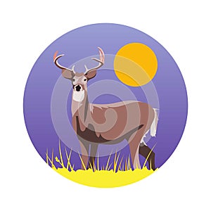 White-Tailed Deer Vector Illustration Badge