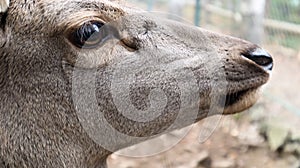 White-tailed deer very detailed close-up portrait. With a deer eye. ungulates ruminant mammals. Portrait courageous deer