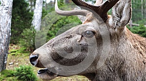 White-tailed deer very detailed close-up portrait. With a deer eye. ungulates ruminant mammals. Portrait courageous deer