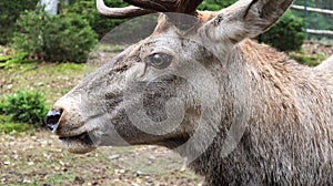 White-tailed deer very detailed close-up portrait. With a deer eye. ungulates ruminant mammals. Portrait courageous deer