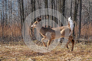 White tailed deer walking in field near forest
