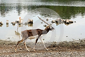 White-tailed deer walking by the marsh.