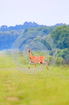 White-tailed deer walks out from thick brush at the Bald Knob Wildlife Refuge in Bald Knob
