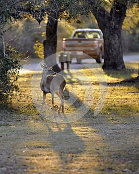 White-Tailed Deer Watching Pickup Truck Passing By at Sunset