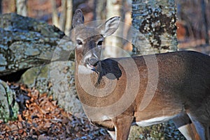 White tailed deer in the Wilderness