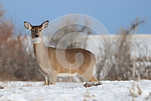 White tailed deer in winter