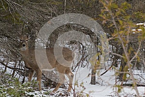 White tailed Deer in Winter snow looking at you