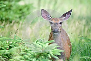 White-tailed deer in woods photo
