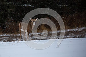 White-tailed deer young buck odocoileus virginianus snowing in November