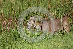 White-tailed Deer young male odocoileus virginianus