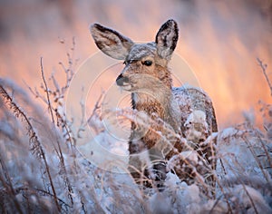 White-tailed doe