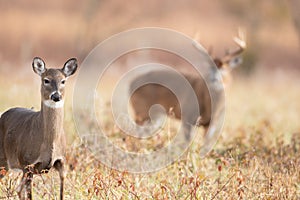 White-tailed doe and buck