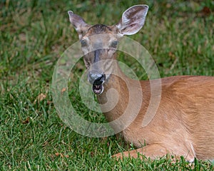 A white-tailed doe chewing the cud