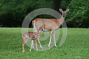 White-tailed doe and fawn