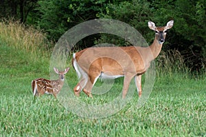 White-tailed doe and fawn