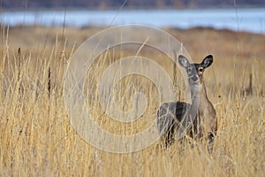 White-tailed Doe in a Field of Grass. Wild Deer on the High Plains of Colorado