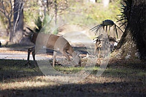 White-Tailed Doe Foraging