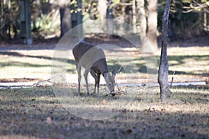 White-Tailed Doe Foraging