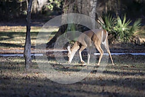 White-Tailed Doe Foraging