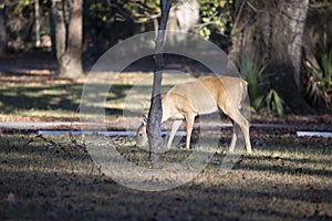 White-Tailed Doe Foraging