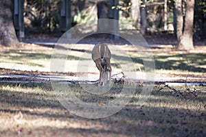 White-Tailed Doe Foraging