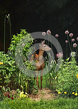 White-tailed doe in garden