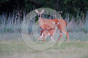 White-tailed Doe and Her Fawn