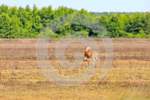 A white-tailed doe and her fawn walk across a field in Bald Knob Wildlife Refuge in Bald Knob