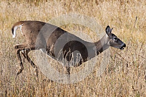 White-tailed doe on the run. Colorado Wildlife. Wild Deer on the High Plains of Colorado