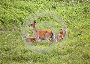 White-tailed doe with three fawns