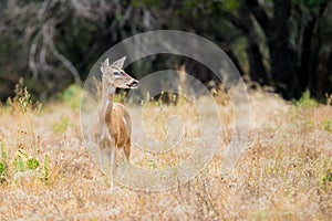 White-tailed Doe