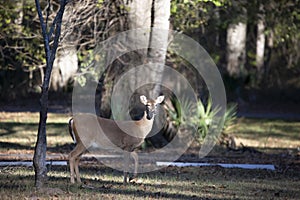 White-Tailed Doe Winking