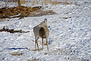 A White Tailed Doe in Winter