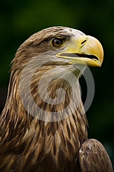 White-tailed eagle