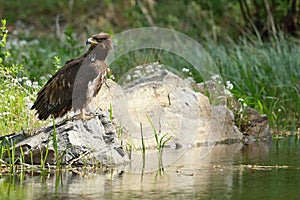 The white tailed eagle